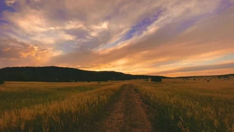 Sunset evening wheat farming Video stock 272181435