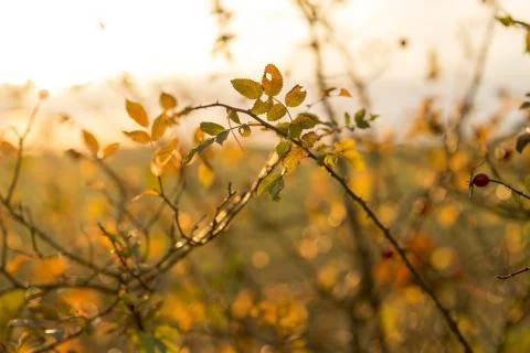 Sunset in the fall Stock Photos