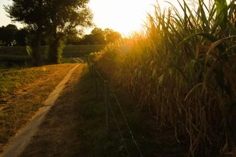 Sunset falling over Wheat Stock Photos