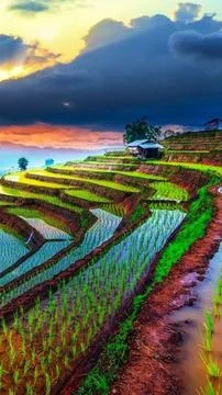 Sunset in the farm fields Fotos Stock