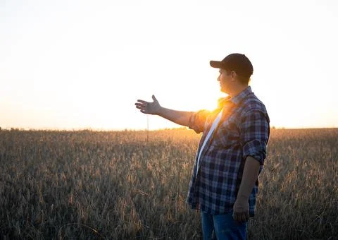 At sunset, the farmer evaluates the maturity of the spikelets of wheat. In .. Stock Photos