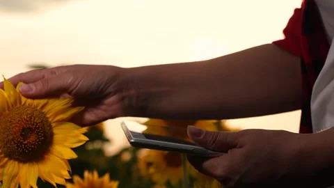Sunset farmer hand working digital tablet, business sunflower field, farming Stock Footage 291628899