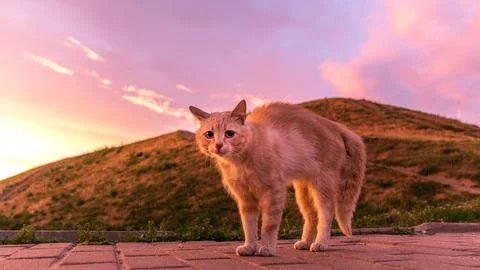 Sunset Feline Stock Photos