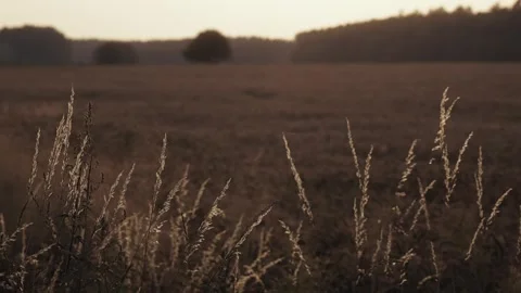 Sunset field 1 Stock Footage 310699710