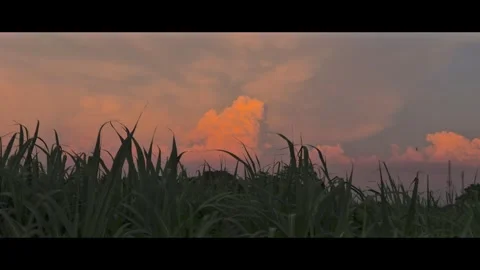 Sunset in the field with beautiful cloud bread Stock Footage 291691961
