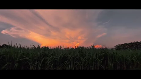 Sunset in the field with beautiful orange sky Stock Footage 291691982
