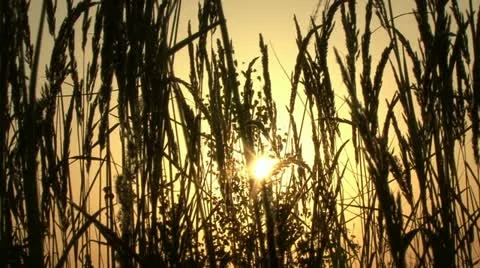 Sunset in field of cereal. Video stock 10825488