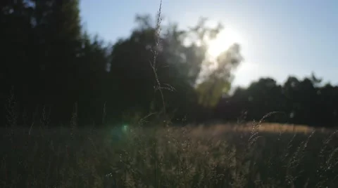 Sunset on a field close to a forest Video stock 51094550