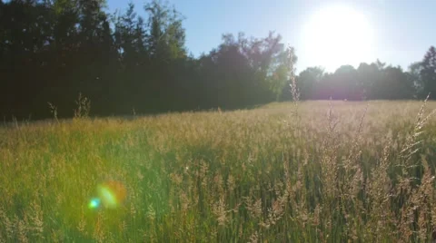 Sunset on a field close to a forest Video stock 51094559