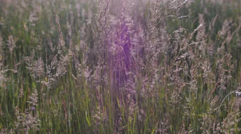 Sunset on a field close to a forest Video stock 51094580