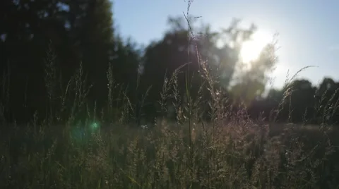 Sunset on a field close to a forest Video stock 51094590