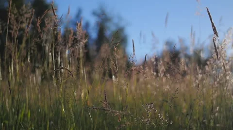 Sunset on a field close to a forest Video stock 51094595