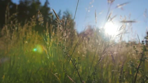 Sunset on a field close to a forest Stock Footage