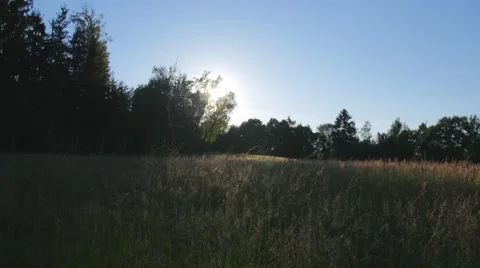Sunset on a field close to a forest Video stock 51094602