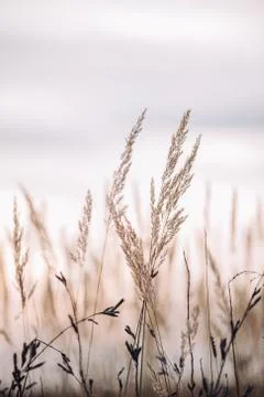 Sunset in the field. Close view of grass stems against dusty sky. Calm and Stock Photos
