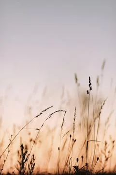 Sunset in the field. Close view of grass stems against dusty sky. Calm and Stock Photos