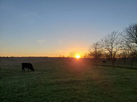 Sunset on a field with cows Foto stock