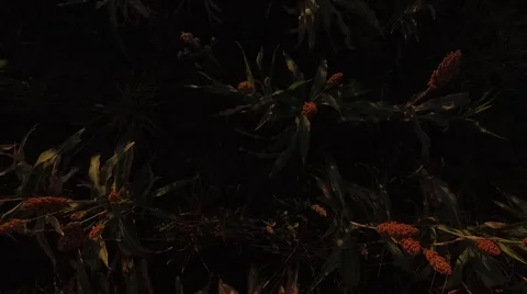 Sunset field with crops Close up 動画素材 68862188