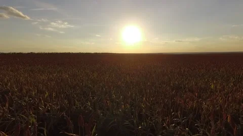 Sunset field with crops Round shot Vídeo Stock 68862176