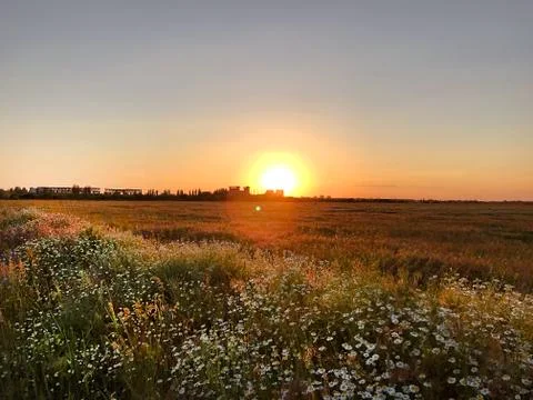 Sunset in the field with daisies. Stock Photos