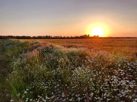 Sunset in the field with daisies. Stock Photos