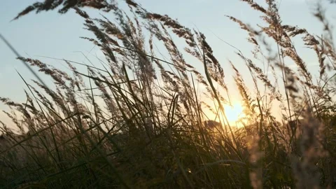 Sunset in the field. Ears of grass close-up. Stock Footage 207445007