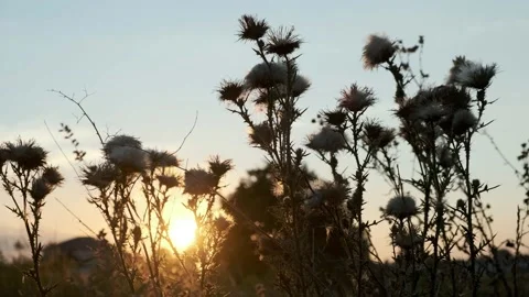 Sunset in the field. Ears of grass close-up. Stock Footage 207445031