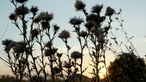 Sunset in the field. Ears of grass close-up. Stock Footage 207445361