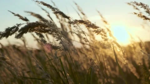 Sunset in the field. Ears of grass close-up. Stock Footage 207445533