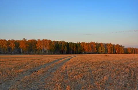 Sunset in the field in the fall Foto stock