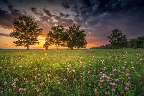 Sunset in field of flowers Stock-Fotos