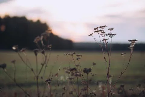 Sunset in field, focus on herbs Stock Photos