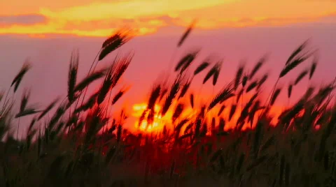 Sunset on the field Stock Footage 766927