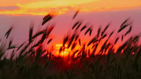 Sunset on the field Video stock 1464390