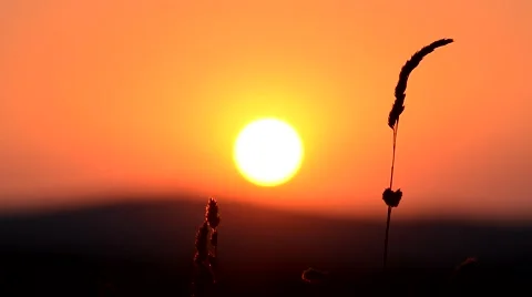 Sunset at field Stock Footage 52359225