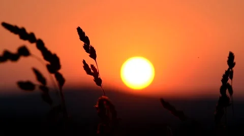 Sunset at field 스톡 동영상 52359231