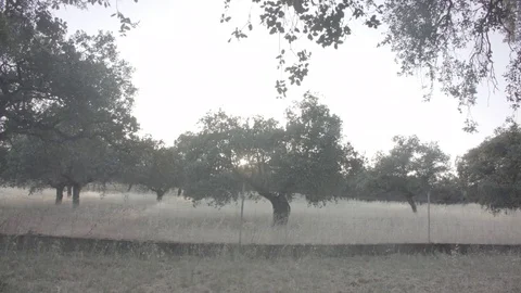 Sunset at the field Stock Footage 76828541