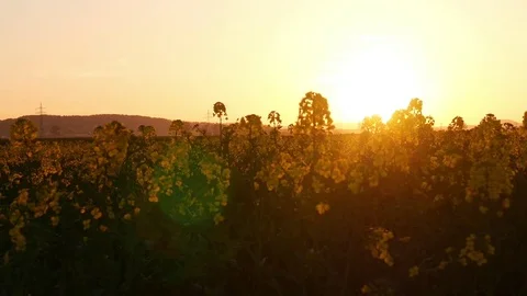 Sunset in the field Video stock 79304358