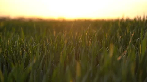 Sunset in the field Stockbeeldmateriaal 107776123