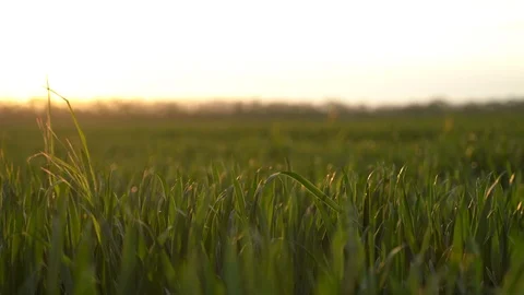 Sunset in the field Stockbeeldmateriaal 107776133