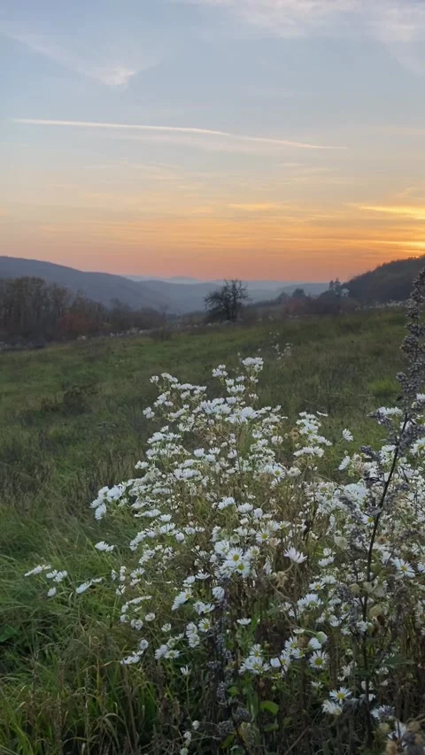 Sunset in the field Stock Footage 220583100