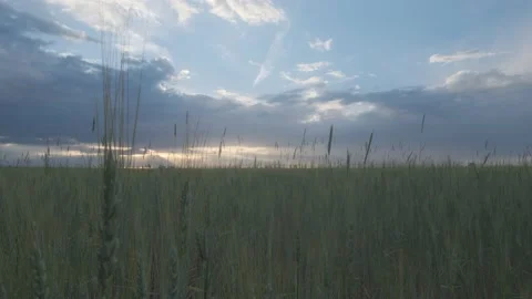 Sunset in the field Stock Footage 226121972