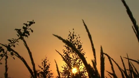 Sunset in field.  Gentle colors of the sky. Video stock 10825477