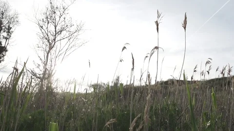 Sunset in the field of grass and bulrush. Nature reserve. Eco-friendly Stock Footage 103839108