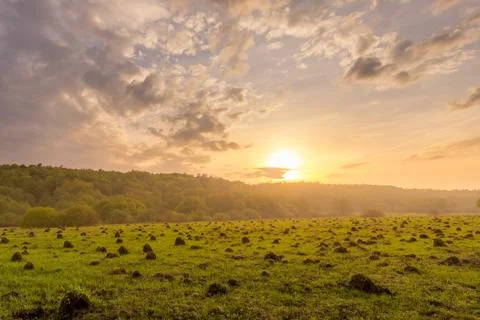 Sunset in a field with grass and willows. Stock Photos