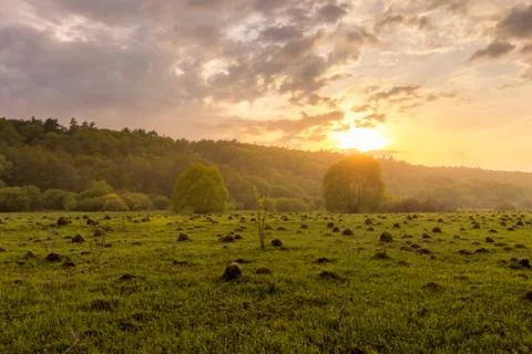Sunset in a field with grass and willows. Stock Photos