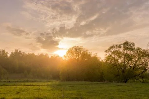 Sunset in a field with grass and willows. Stock Photos