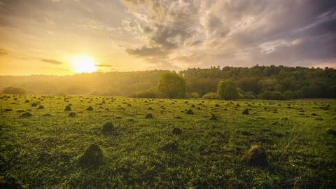 Sunset in a field with grass and willows. Stock Photos