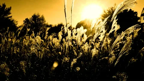 Sunset Field of Grass Stock Footage 165170754