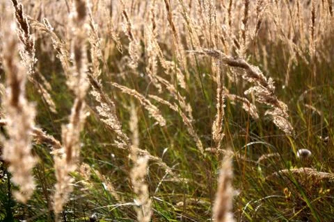Sunset on a field with lots of ears Stock Photos